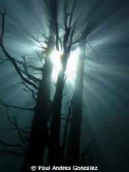 underwater tree by Paul Andres Gonzalez 